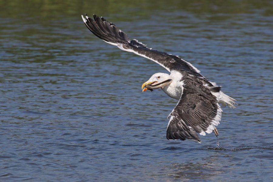 IMAGE: http://img.photobucket.com/albums/v111/joe47/7D2_8557%20b%20900.jpg~original