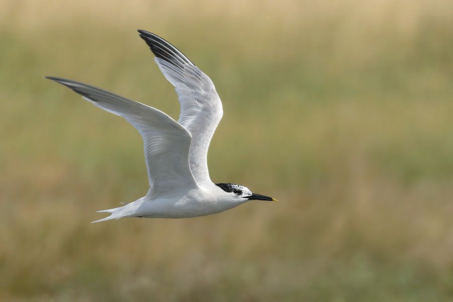 IMAGE: http://img.photobucket.com/albums/v111/joe47/7D2_8584%20b%20900.jpg~original