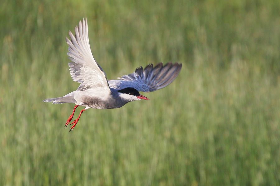 IMAGE: http://img.photobucket.com/albums/v111/joe47/7D2_8782%20b%20900.jpg~original