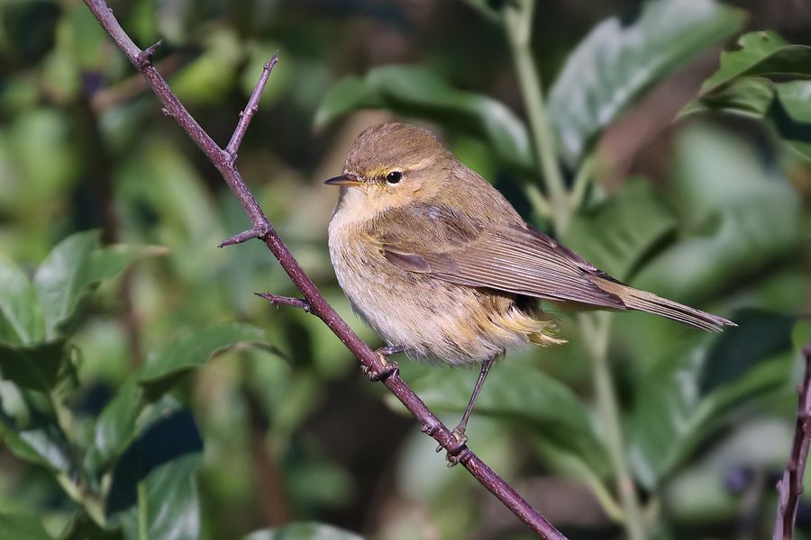 IMAGE: http://img.photobucket.com/albums/v111/joe47/7D2_8999%20b%20900.jpg~original