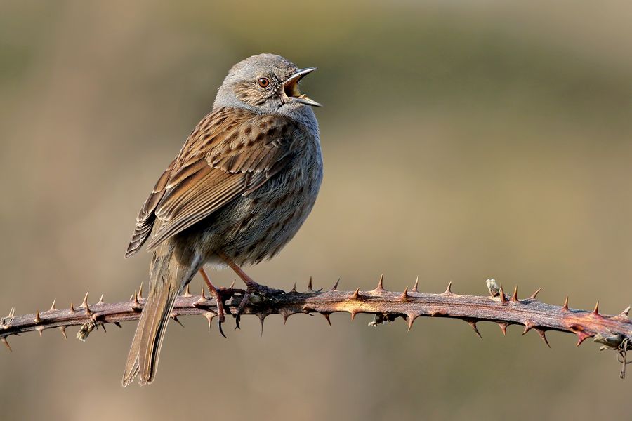 IMAGE: http://img.photobucket.com/albums/v111/joe47/7D2_9582%20b%20900.jpg~original