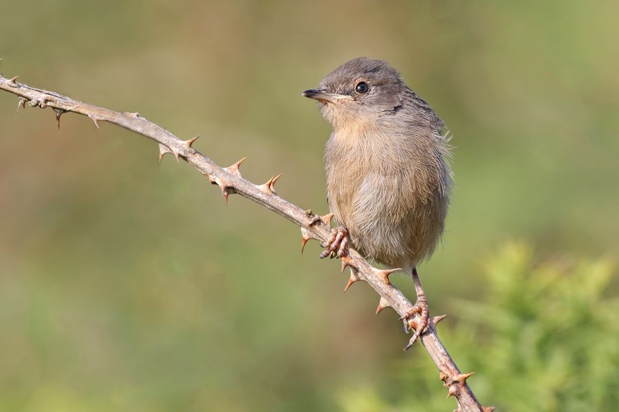 IMAGE: http://img.photobucket.com/albums/v111/joe47/7D2_9659%20b%20900%20b.jpg~original