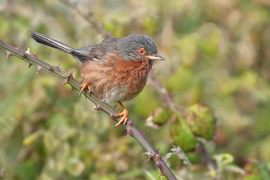 IMAGE: http://img.photobucket.com/albums/v111/joe47/7D2_9690%20b%20900%20b.jpg~original