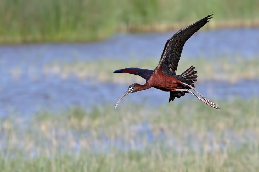 IMAGE: http://img.photobucket.com/albums/v111/joe47/7D2_9700%20b%20900.jpg~original