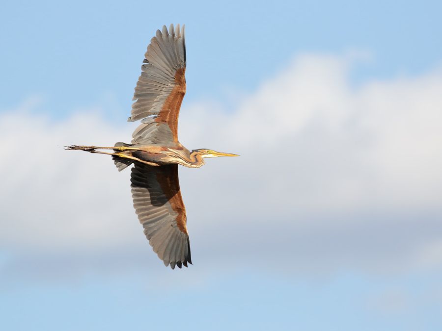 IMAGE: http://img.photobucket.com/albums/v111/joe47/7D2_9794%20b%20900.jpg~original