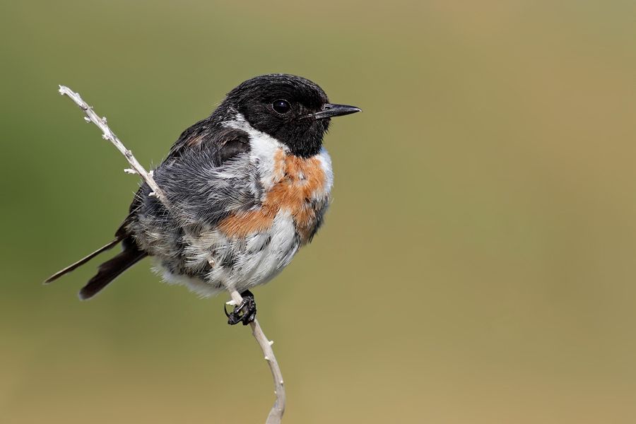 IMAGE: http://img.photobucket.com/albums/v111/joe47/IMG_0291b900.jpg~original