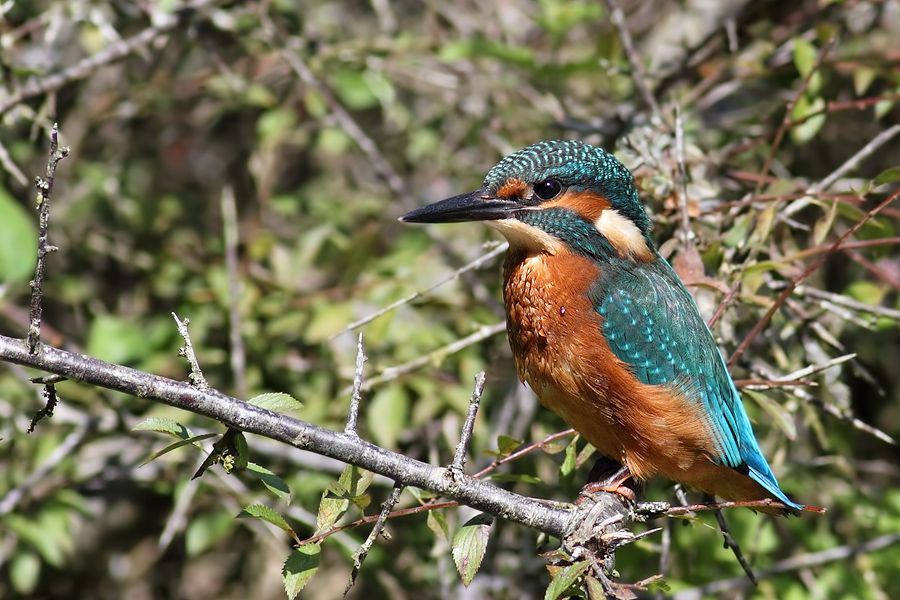 IMAGE: http://img.photobucket.com/albums/v111/joe47/IMG_0380bb900.jpg~original