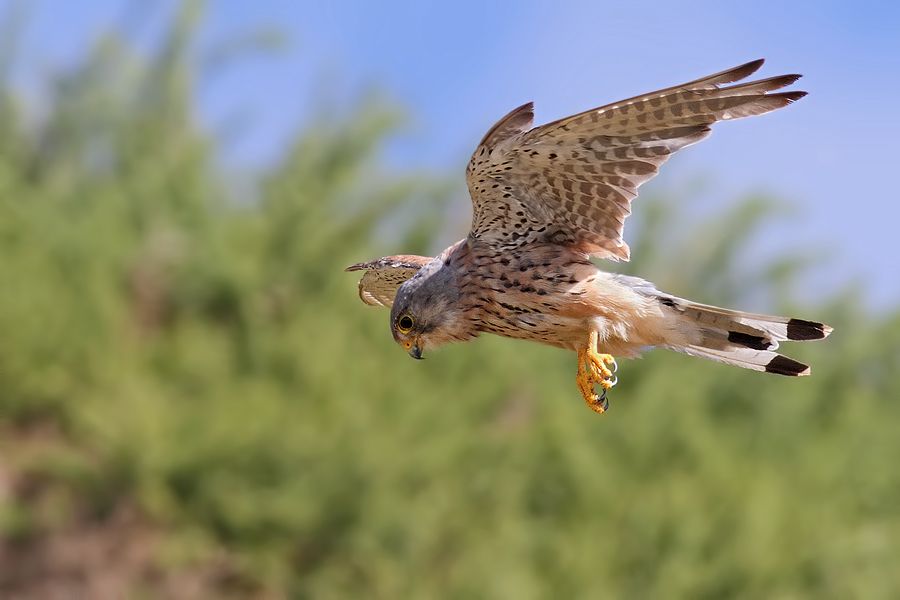 IMAGE: http://img.photobucket.com/albums/v111/joe47/IMG_0620b900.jpg~original