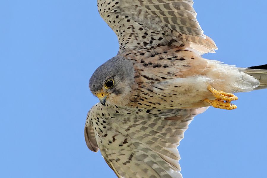 IMAGE: http://img.photobucket.com/albums/v111/joe47/IMG_0624bb900cr.jpg~original