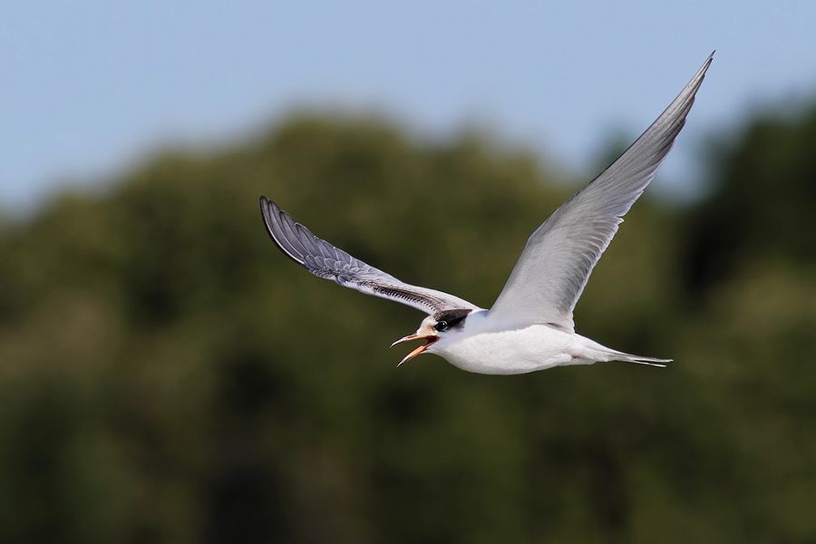 IMAGE: http://img.photobucket.com/albums/v111/joe47/IMG_0882b900.jpg~original