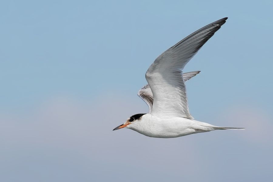 IMAGE: http://img.photobucket.com/albums/v111/joe47/IMG_0886b900b.jpg~original