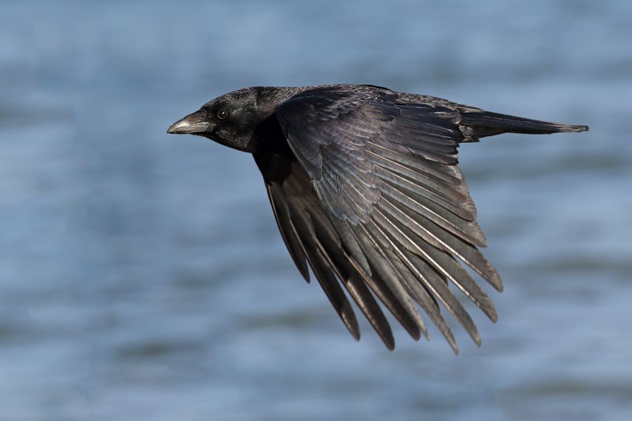 IMAGE: http://img.photobucket.com/albums/v111/joe47/IMG_0970b900.jpg~original