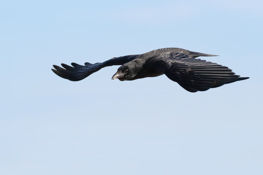 IMAGE: http://img.photobucket.com/albums/v111/joe47/IMG_1029b900.jpg~original