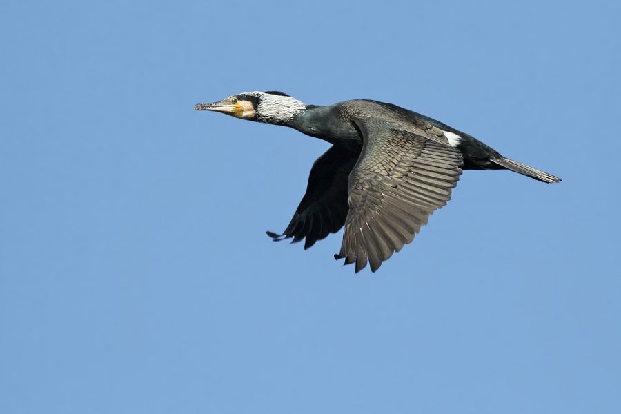 IMAGE: http://img.photobucket.com/albums/v111/joe47/IMG_1118b900b.jpg~original