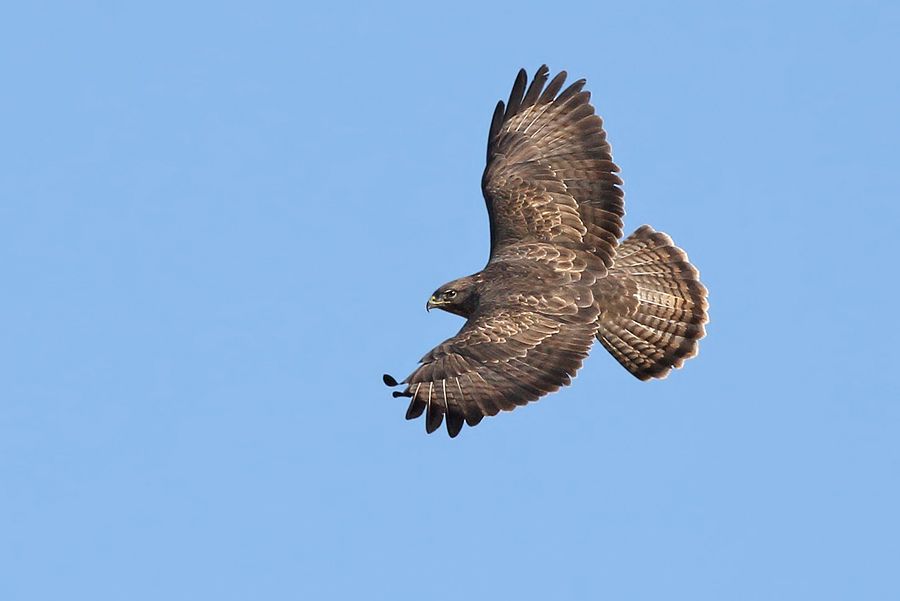 IMAGE: http://img.photobucket.com/albums/v111/joe47/IMG_1559b900.jpg~original