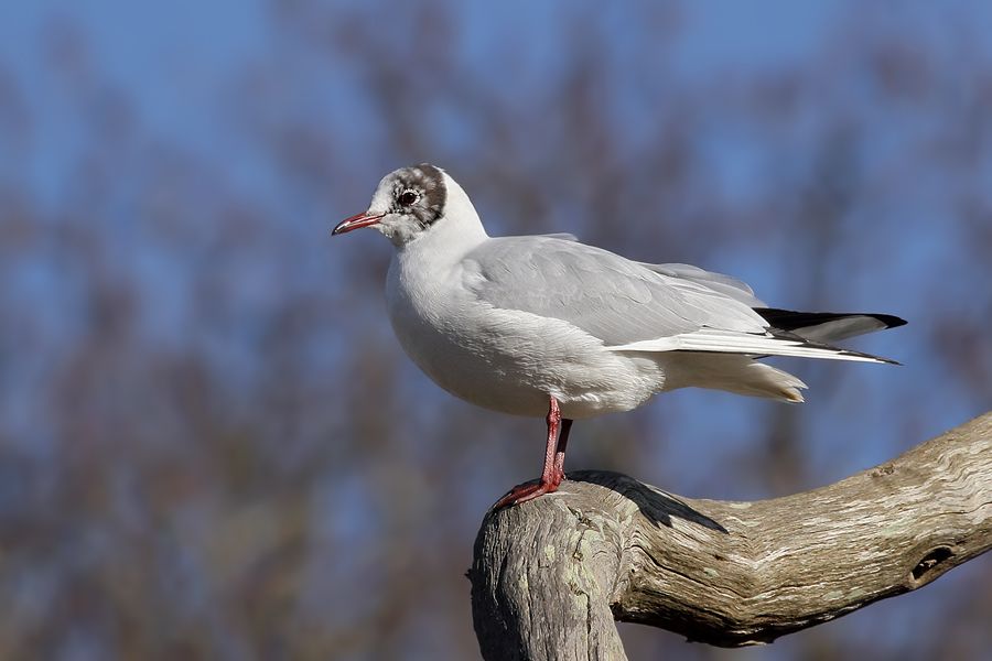 IMAGE: http://img.photobucket.com/albums/v111/joe47/IMG_1689b900.jpg~original