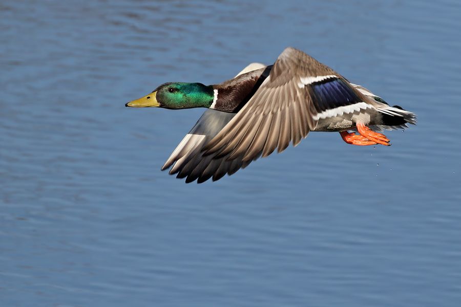 IMAGE: http://img.photobucket.com/albums/v111/joe47/IMG_1835b900.jpg~original