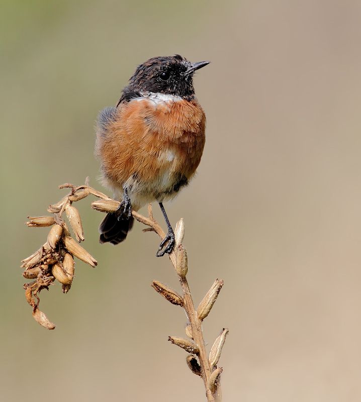 IMAGE: http://img.photobucket.com/albums/v111/joe47/IMG_1902b800.jpg~original