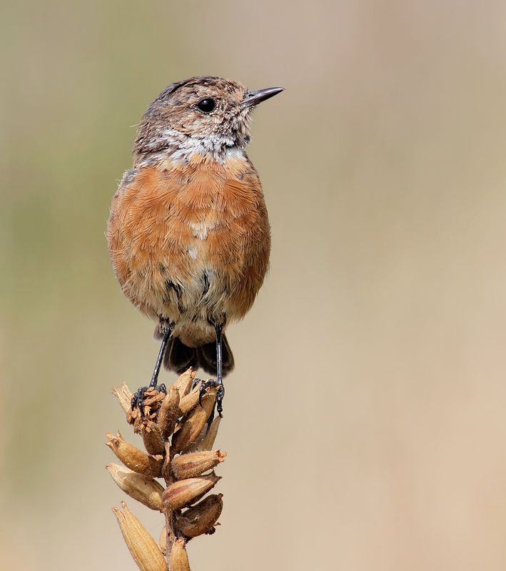 IMAGE: http://img.photobucket.com/albums/v111/joe47/IMG_1930b800.jpg~original