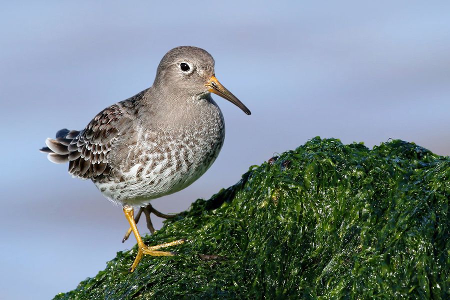 IMAGE: http://img.photobucket.com/albums/v111/joe47/IMG_2182%20b%20900%20b.jpg~original