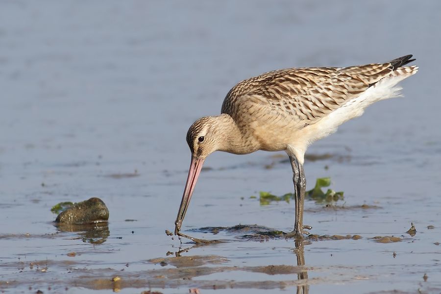 IMAGE: http://img.photobucket.com/albums/v111/joe47/IMG_2318b900.jpg~original