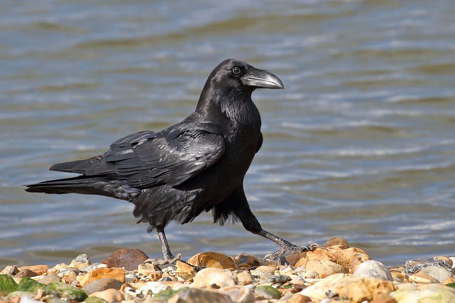 IMAGE: http://img.photobucket.com/albums/v111/joe47/IMG_2354%20b%20900.jpg~original