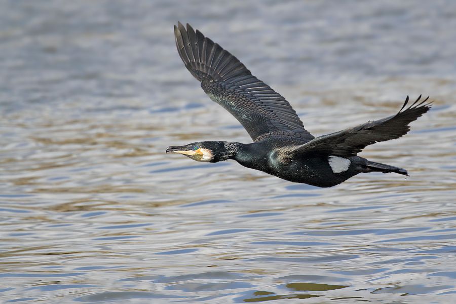 IMAGE: http://img.photobucket.com/albums/v111/joe47/IMG_2462%20b%20b%20900.jpg~original