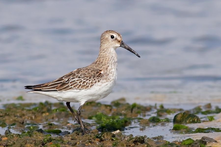 IMAGE: http://img.photobucket.com/albums/v111/joe47/IMG_2487b900.jpg~original