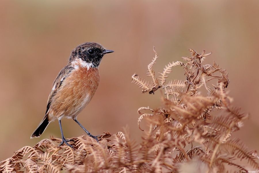 IMAGE: http://img.photobucket.com/albums/v111/joe47/IMG_2492b900.jpg