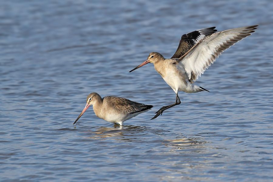 IMAGE: http://img.photobucket.com/albums/v111/joe47/IMG_2570%20b%20900.jpg~original