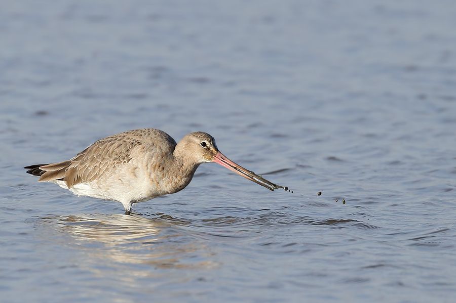 IMAGE: http://img.photobucket.com/albums/v111/joe47/IMG_2585%20b%20900.jpg~original