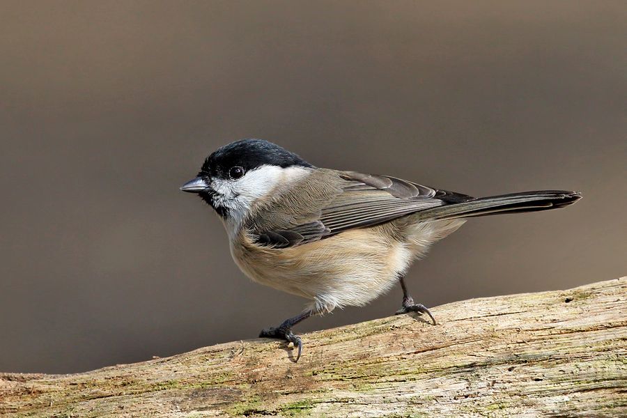 IMAGE: http://img.photobucket.com/albums/v111/joe47/IMG_2658%20b%20900.jpg~original