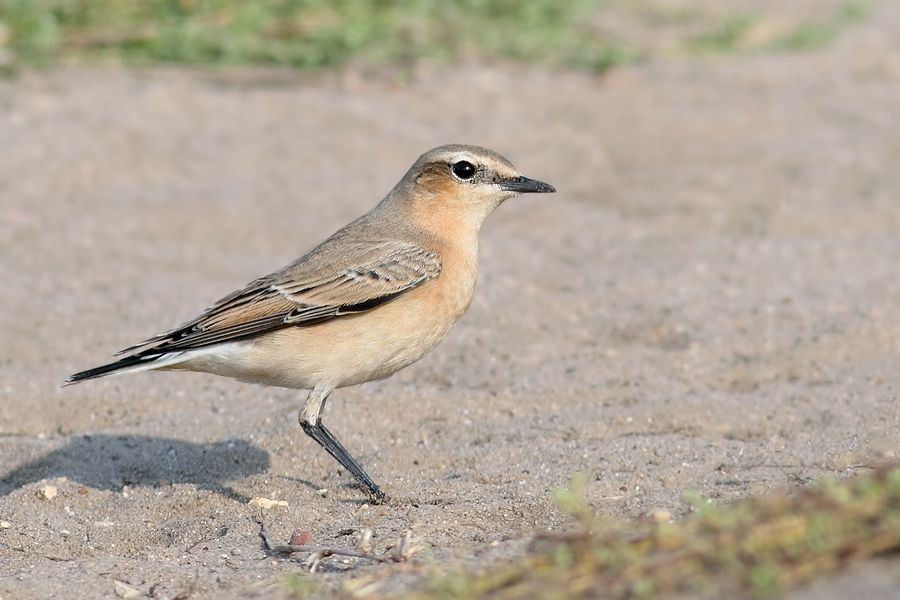 IMAGE: http://img.photobucket.com/albums/v111/joe47/IMG_2818b900.jpg~original