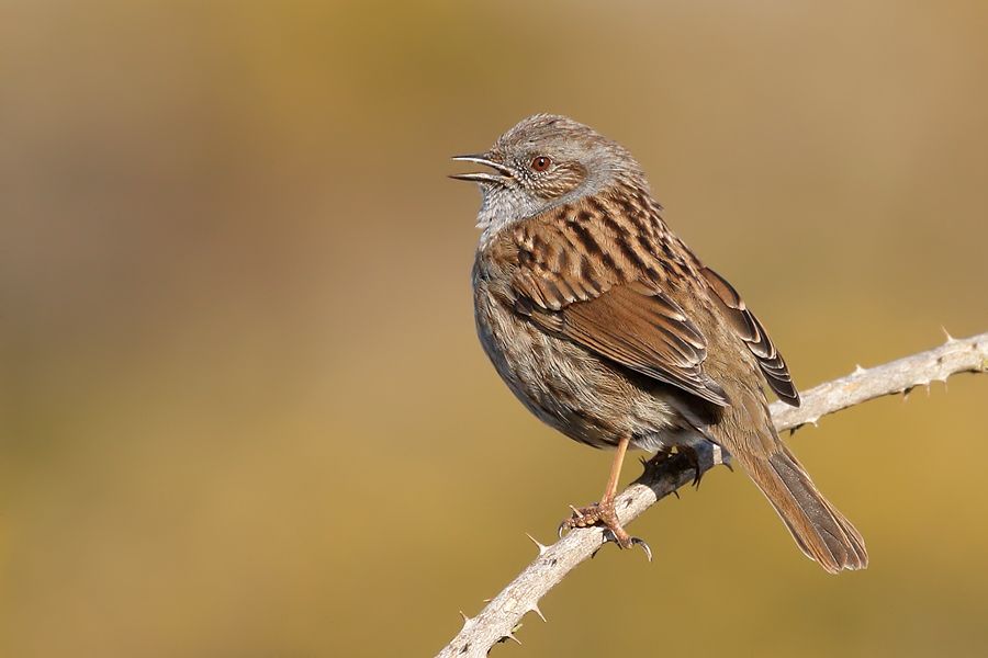 IMAGE: http://img.photobucket.com/albums/v111/joe47/IMG_2945%20b%20900.jpg~original