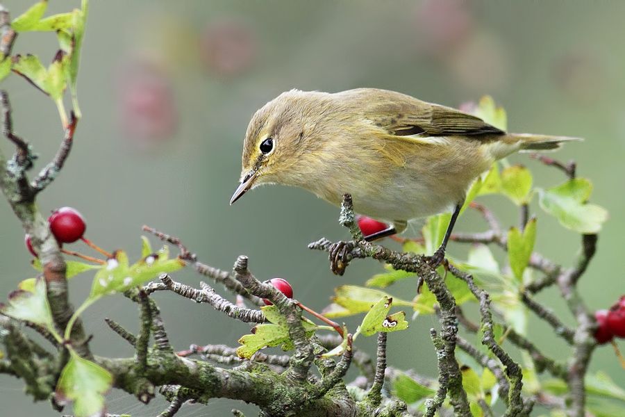 IMAGE: http://img.photobucket.com/albums/v111/joe47/IMG_2981b900b.jpg~original