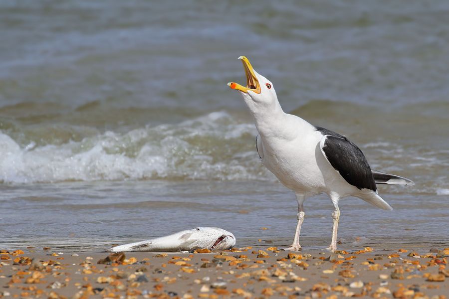 IMAGE: http://img.photobucket.com/albums/v111/joe47/IMG_3044%20b%20900%20bb.jpg~original