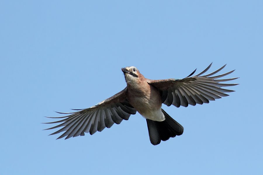 IMAGE: http://img.photobucket.com/albums/v111/joe47/IMG_3070b900.jpg~original