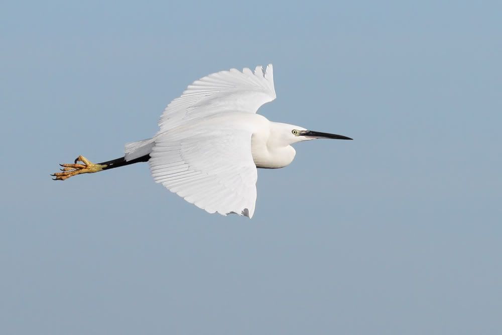 IMAGE: http://img.photobucket.com/albums/v111/joe47/IMG_3177-FT.jpg