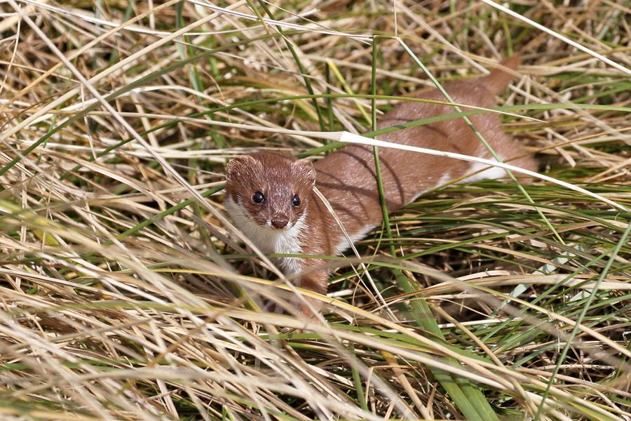 IMAGE: http://img.photobucket.com/albums/v111/joe47/IMG_3302%20b%20900.jpg~original