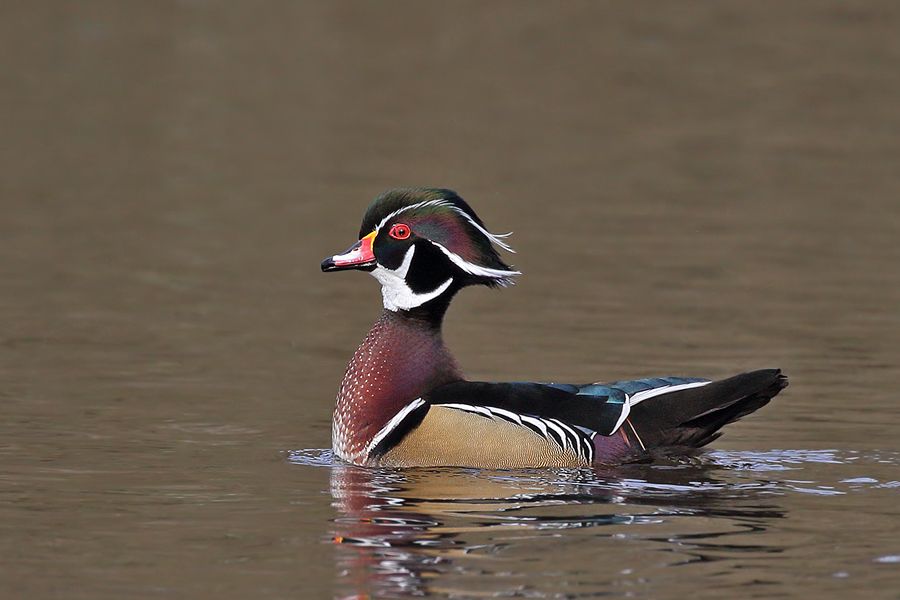 IMAGE: http://img.photobucket.com/albums/v111/joe47/IMG_3998%20b%20900.jpg~original