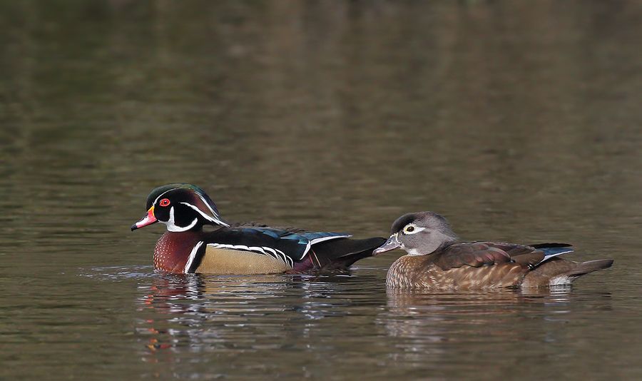 IMAGE: http://img.photobucket.com/albums/v111/joe47/IMG_4005%20b%20900.jpg~original