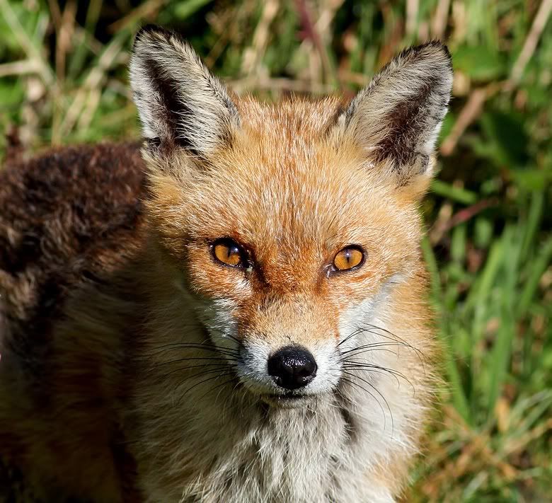 IMAGE: http://img.photobucket.com/albums/v111/joe47/IMG_4320b780.jpg