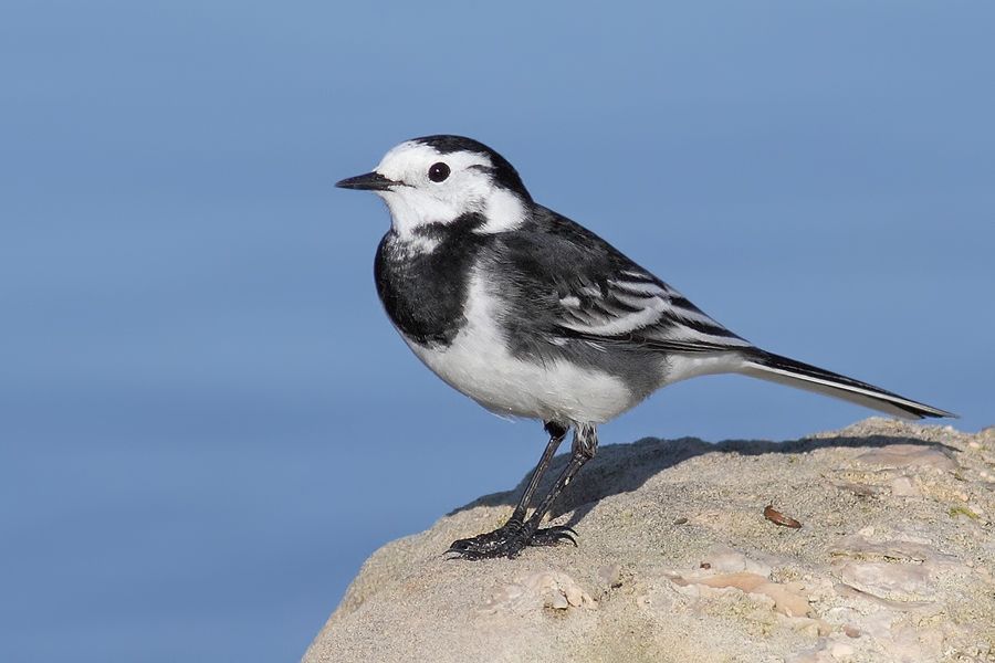 IMAGE: http://img.photobucket.com/albums/v111/joe47/IMG_5049b900.jpg~original