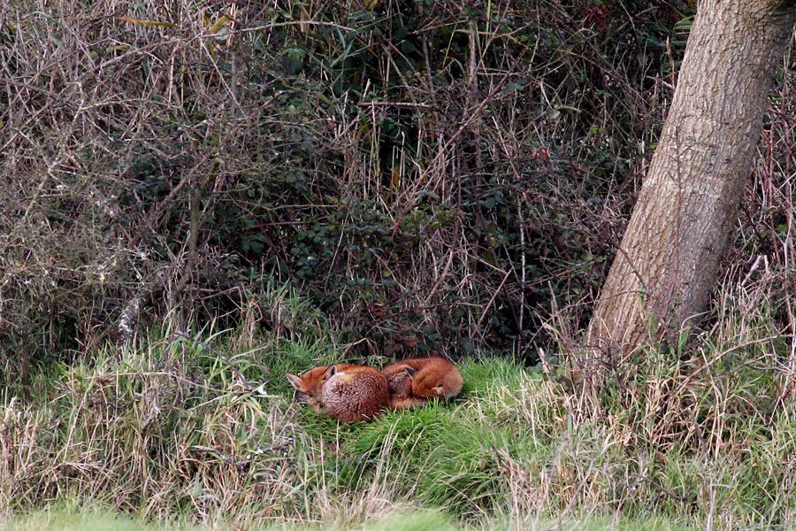 IMAGE: http://img.photobucket.com/albums/v111/joe47/IMG_6375b900.jpg