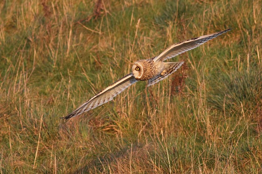 IMAGE: http://img.photobucket.com/albums/v111/joe47/IMG_6401b900.jpg~original