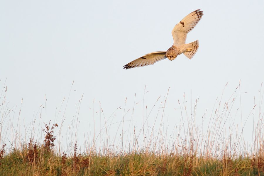 IMAGE: http://img.photobucket.com/albums/v111/joe47/IMG_6426b900.jpg~original