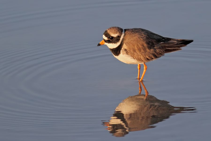 IMAGE: http://img.photobucket.com/albums/v111/joe47/IMG_6506b900.jpg~original