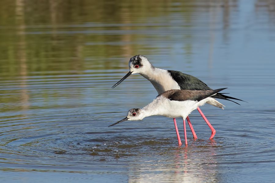 IMAGE: http://img.photobucket.com/albums/v111/joe47/IMG_6578b900.jpg~original