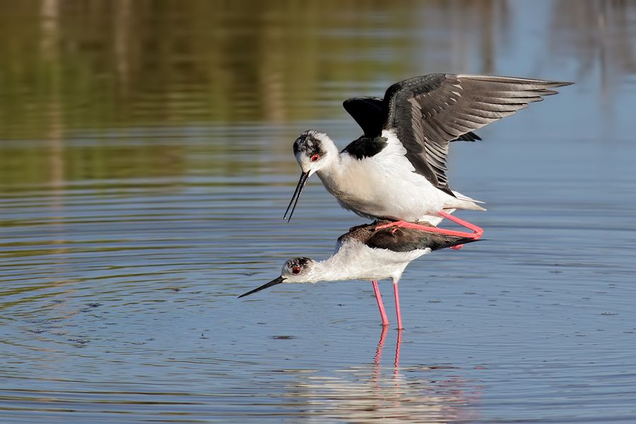 IMAGE: http://img.photobucket.com/albums/v111/joe47/IMG_6585b900.jpg~original