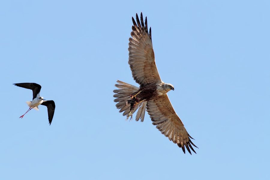 IMAGE: http://img.photobucket.com/albums/v111/joe47/IMG_6607b900.jpg~original